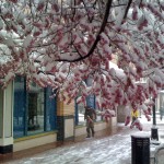 snow on cherry blossoms