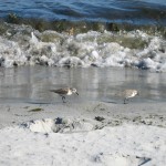 sanderlings 1