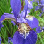 sm blue iris