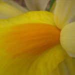 yellow iris close