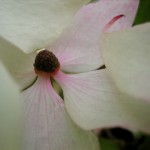 dogwood almost pink