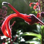 red ibis flower