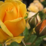 yellow rosebuds